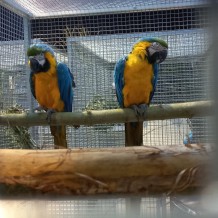 IV.A - Pod křídly exotů