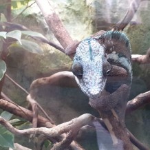 SŠ - ZOO Dvůr Králové