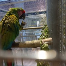 IV.A - Pod křídly exotů