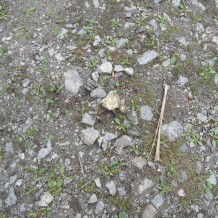 Medlov - ozdravný pobyt II