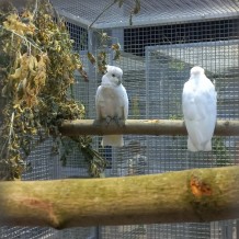 IV.A - Pod křídly exotů