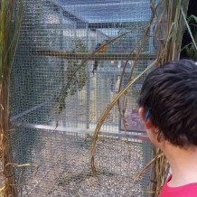 IV.A - Pod křídly exotů