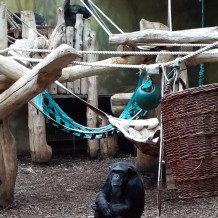 SŠ - ZOO Dvůr Králové