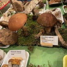 IV.A – výstava hub