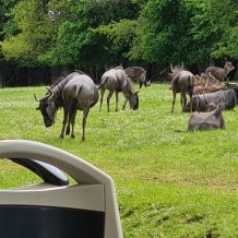 SŠ - ZOO Dvůr Králové