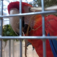 IV.A - Pod křídly exotů