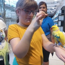 IV.A - Pod křídly exotů