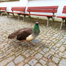 IV.B - Zámek Pardubice