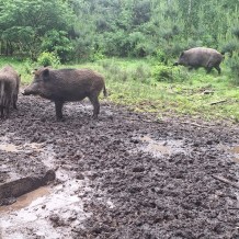 Hradecké lesy II.A+III.A