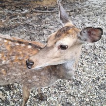 Hradecké lesy II.A+III.A