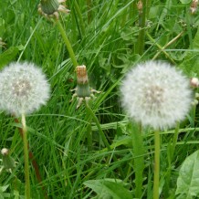 Medlov - ozdravný pobyt II