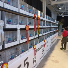 IV.A - Pod křídly exotů