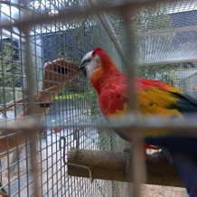 IV.A - Pod křídly exotů