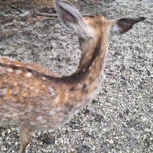 Hradecké lesy II.A+III.A