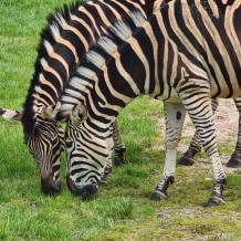 SŠ - ZOO Dvůr Králové