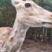 Hradecké lesy II.A+III.A