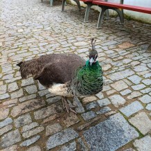 IV.B - Zámek Pardubice