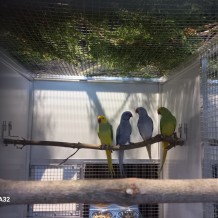 IV.A - Pod křídly exotů