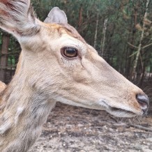 Hradecké lesy II.A+III.A