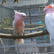 IV.A - Pod křídly exotů