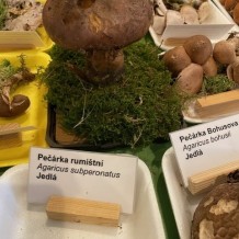 IV.A – výstava hub