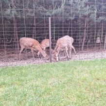 Hradecké lesy II.A+III.A