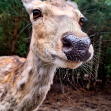 Hradecké lesy II.A+III.A