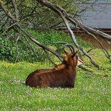 SŠ - ZOO Dvůr Králové