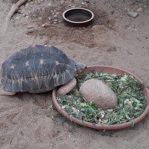 SŠ - ZOO Dvůr Králové