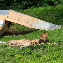 SŠ - ZOO Dvůr Králové