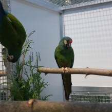 IV.A - Pod křídly exotů