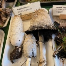 IV.A – výstava hub