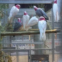 IV.A - Pod křídly exotů