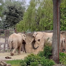 SŠ - ZOO Dvůr Králové