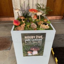 IV.A – výstava hub