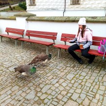 IV.B - Zámek Pardubice