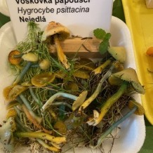 IV.A – výstava hub