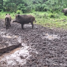 Hradecké lesy II.A+III.A