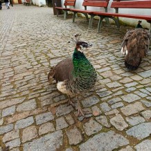 IV.B - Zámek Pardubice