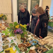 IV.A – výstava hub