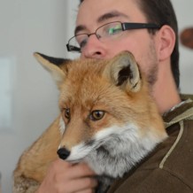 Návštěva lišky Mii