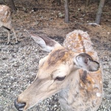 Hradecké lesy II.A+III.A