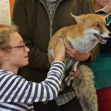 Návštěva lišky Mii