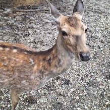 Hradecké lesy II.A+III.A