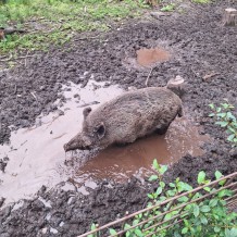 Hradecké lesy II.A+III.A