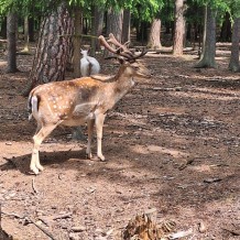 Hradecké lesy II.A+III.A
