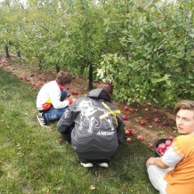 ...Sklízíme jablka...