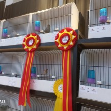 IV.A - Pod křídly exotů