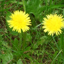 Medlov - ozdravný pobyt II