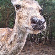 Hradecké lesy II.A+III.A